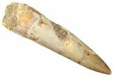 Fossil Plesiosaur (Zarafasaura) Tooth - Morocco #296355-1